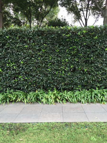 Privacy Shrub Planting in Canton