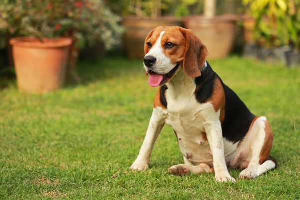 Dog Friendly Landscaping in Canton