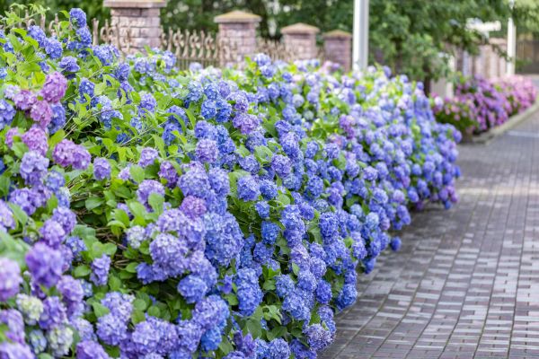 Hydrangea Landscaping in Canton
