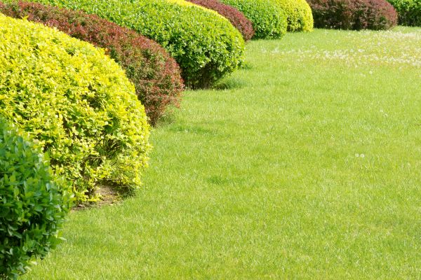 Shrubbery Planting in Canton