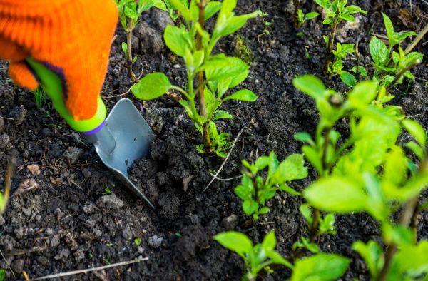Hydrangea Planting in Canton