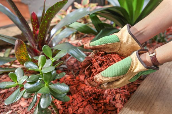 Cedar Mulch Installation in Canton