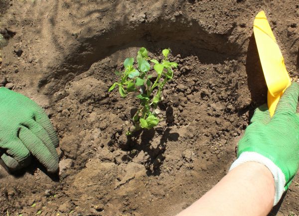 Rose Bush Planting in Canton