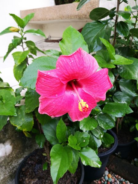 Hibiscus Planting in Canton