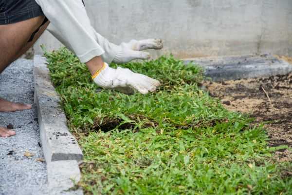 Ground Cover Planting in Canton