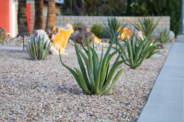 Drought Resistant Landscaping in Canton