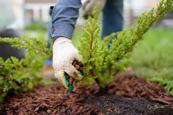 Church Mulching in Canton