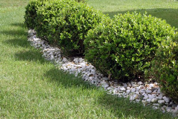Boxwood Planting in Canton