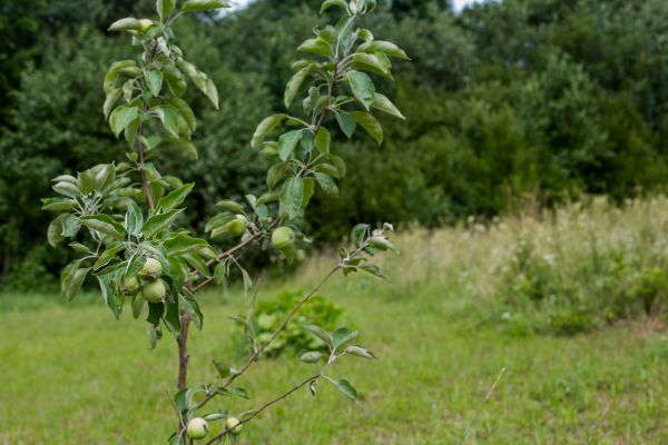 Apple Tree Planting in Canton