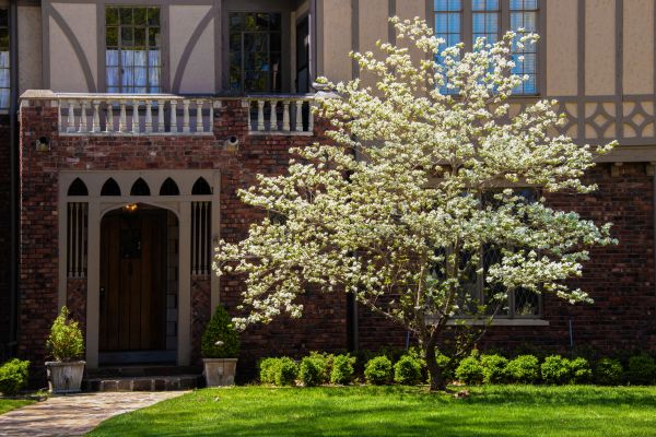 Dogwood Tree Planting in Canton